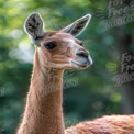 Graceful Giraffe Portrait in Natural Habitat - Wildlife Photography