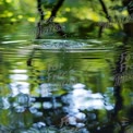 Tranquil Water Ripples in Lush Green Nature - Serenity and Reflection