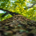 Majestic Tree Trunk with Lush Green Canopy - Nature's Serenity