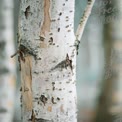 Close-Up of Birch Tree Bark: Nature's Textures and Patterns