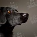 Elegant Black Dog Portrait with Captivating Eyes