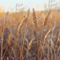 Golden Wheat Field at Sunset - Nature's Harvest and Agriculture Beauty