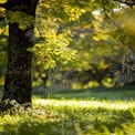 Serene Autumn Landscape with Sunlit Leaves and Tranquil Nature