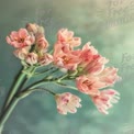 Delicate Pink Flowers on Soft Blue Background - Floral Beauty and Serenity