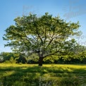 Majestic Green Tree Silhouette Against Clear Blue Sky in Lush Meadow