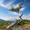 Twisted Tree Against a Dramatic Sky: Nature's Resilience and Beauty