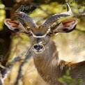 Majestic Male Kudu in Natural Habitat: Wildlife Photography