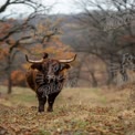 Highland Cow in Autumn Landscape: Rustic Farm Life and Nature