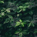 Vibrant Green Leaves: Lush Foliage Background for Nature and Wellness Themes