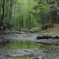 Tranquil Forest Stream: Serene Nature Landscape with Lush Greenery and Reflective Water