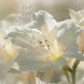 Elegant White Lily Blossom in Soft Focus - Nature's Serenity and Beauty