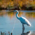 Elegant Great Egret in Serene Wetland Reflection