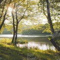 Tranquil Lakeside Serenity: Sunlight Through Trees in a Peaceful Nature Setting