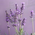 Beautiful Lavender Flowers on Soft Purple Background - Aromatherapy and Natural Beauty Concept