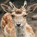 Close-Up of a Young Fawn with Antlers in Natural Habitat