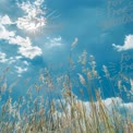 Sunlit Grass Against a Blue Sky: Nature's Serenity and Beauty