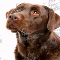 Adorable Chocolate Labrador Retriever Portrait on White Background