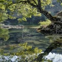 Reflexão de Lago Tranquilo com Vegetação Luxuriante e Natureza Serena