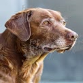 Senior Labrador Retriever Portrait: Loyalty, Companionship, and Wisdom