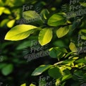 Vibrant Green Leaves in Natural Light - Freshness and Nature Background