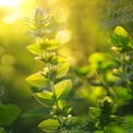 Sunlit Greenery: Fresh Herb with Glowing Background