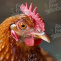 Close-Up of a Majestic Chicken: Farm Life and Poultry Portrait