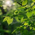 Vibrant Green Leaves with Sunlight Bokeh - Nature's Serenity