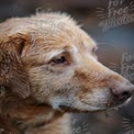 Close-Up of a Wet Golden Retriever with Expressive Eyes