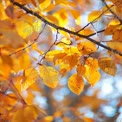 Golden Autumn Leaves: Vibrant Fall Foliage for Seasonal Inspiration