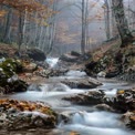 Tranquil Autumn Stream in Misty Forest: Serene Nature Landscape