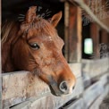 Close-Up of a Beautiful Chestnut Horse in Rustic Barn Setting