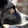 Close-Up of a Dog's Eye with Bokeh Background - Pet Photography