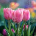 Vibrant Pink Tulips in Bloom: Spring Floral Beauty and Garden Inspiration