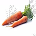 Fresh Organic Carrots with Green Tops on White Background