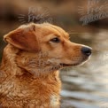 Golden Retriever Portrait by Water: Loyal Companion and Nature Lover