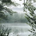 Lago Nebuloso Sereno Cercado por Vegetação Luxuriante