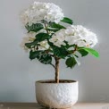 Elegant White Hydrangea in Modern Pot - Home Decor and Indoor Gardening