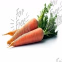 Fresh Organic Carrots with Green Tops - Healthy Eating and Farm-to-Table Concept