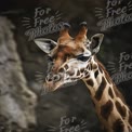 Majestic Giraffe Portrait Against Natural Background