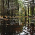 Tranquil Forest Reflection: Serene Nature Scene with Trees and Still Water