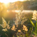 Serenidade da Hora Dourada: Grama Iluminada pelo Sol e a Beleza da Natureza