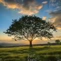 Majestic Sunset Behind a Solitary Tree in Lush Green Landscape