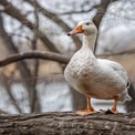 Majestoso Pato Branco em Pe em um Galho de Árvore à Beira da Água