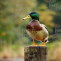 Majestic Mallard Duck Perched on a Post in Nature