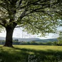 Serene Landscape with Lush Green Tree and Rolling Hills