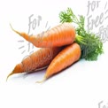 Fresh Organic Carrots with Green Tops on White Background