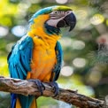 Vibrant Blue and Yellow Macaw Perched on a Branch in Lush Greenery