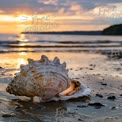 Serene Sunset Over Beach with Shell: Tranquil Coastal Landscape