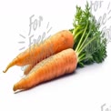 Fresh Organic Carrots with Green Tops on White Background