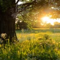 Serene Sunset Through Lush Greenery: Nature's Tranquil Landscape